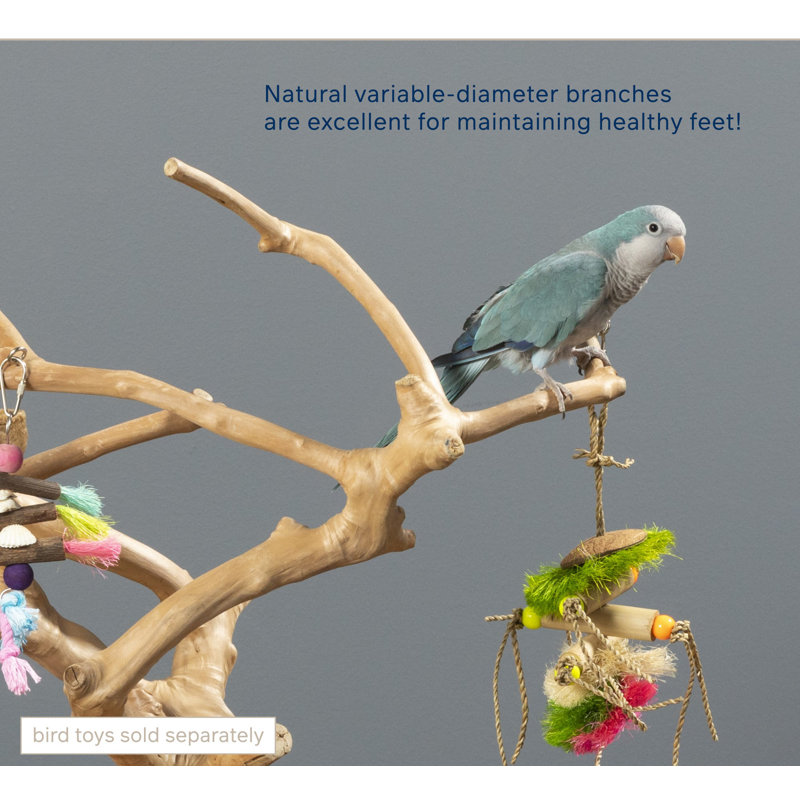 Medium Natural Brown Coffeawood Tabletop Bird Playstand