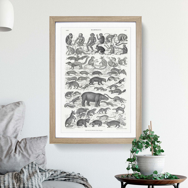 Study of Mammals LII by Oliver Goldsmith - Framed Print, 36cm H x 27cm W x 2cm D, Oak Framed