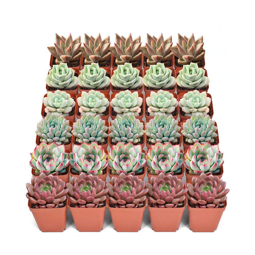 The Next Gardener Quantity Live Succulent Plant in Nursery Pot