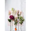 Tige chrysanthemum-22214107