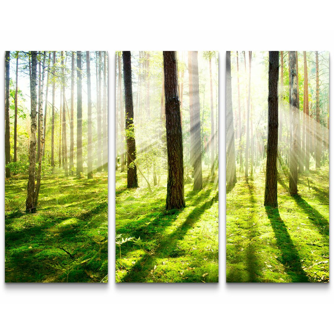 3-tlg. Leinwandbilder-Set Sonnenstrahlen im Wald