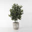 Plante d’huile dans un pot de fleurs