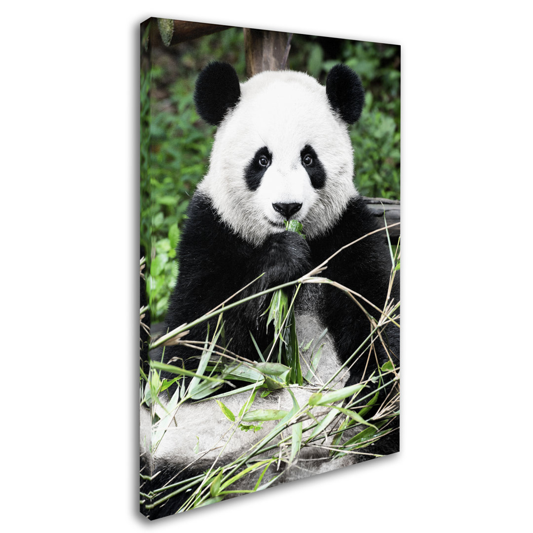 Cosey "Giant Panda" by Philippe Hugonnard Photographic Print on Wrapped Canvas Latitude Run® 