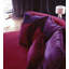Sultan Cotton Blend Performance Fabric-73646376