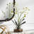  Glory Orchid