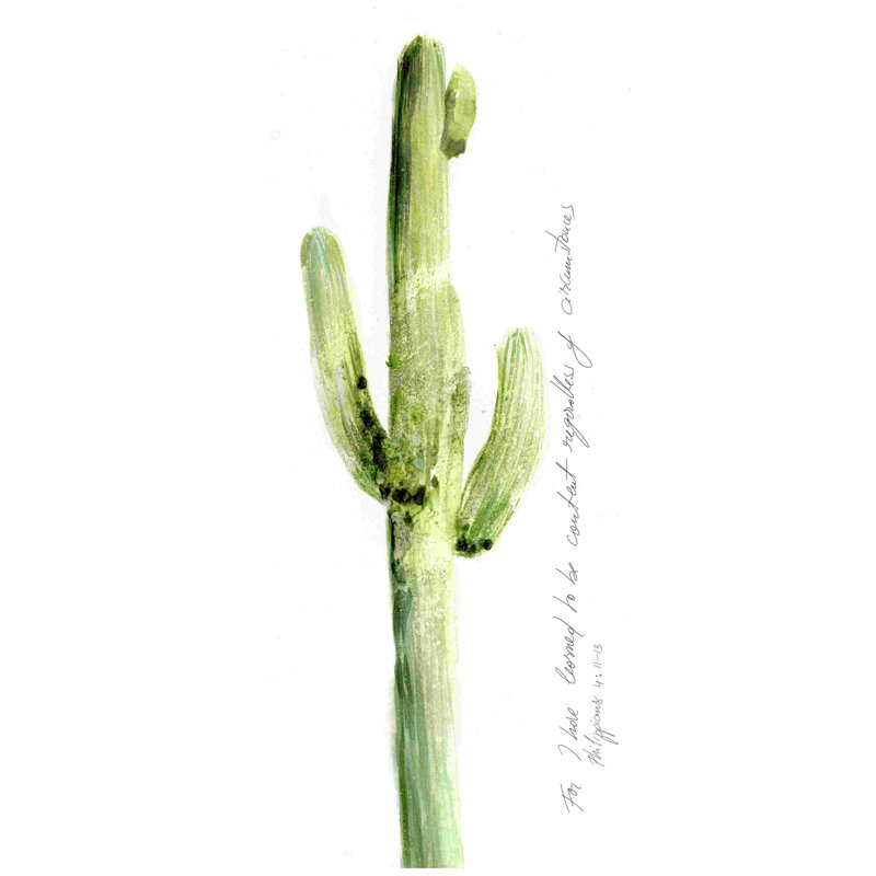 Cactus verset V, H 12 po x l 8 po