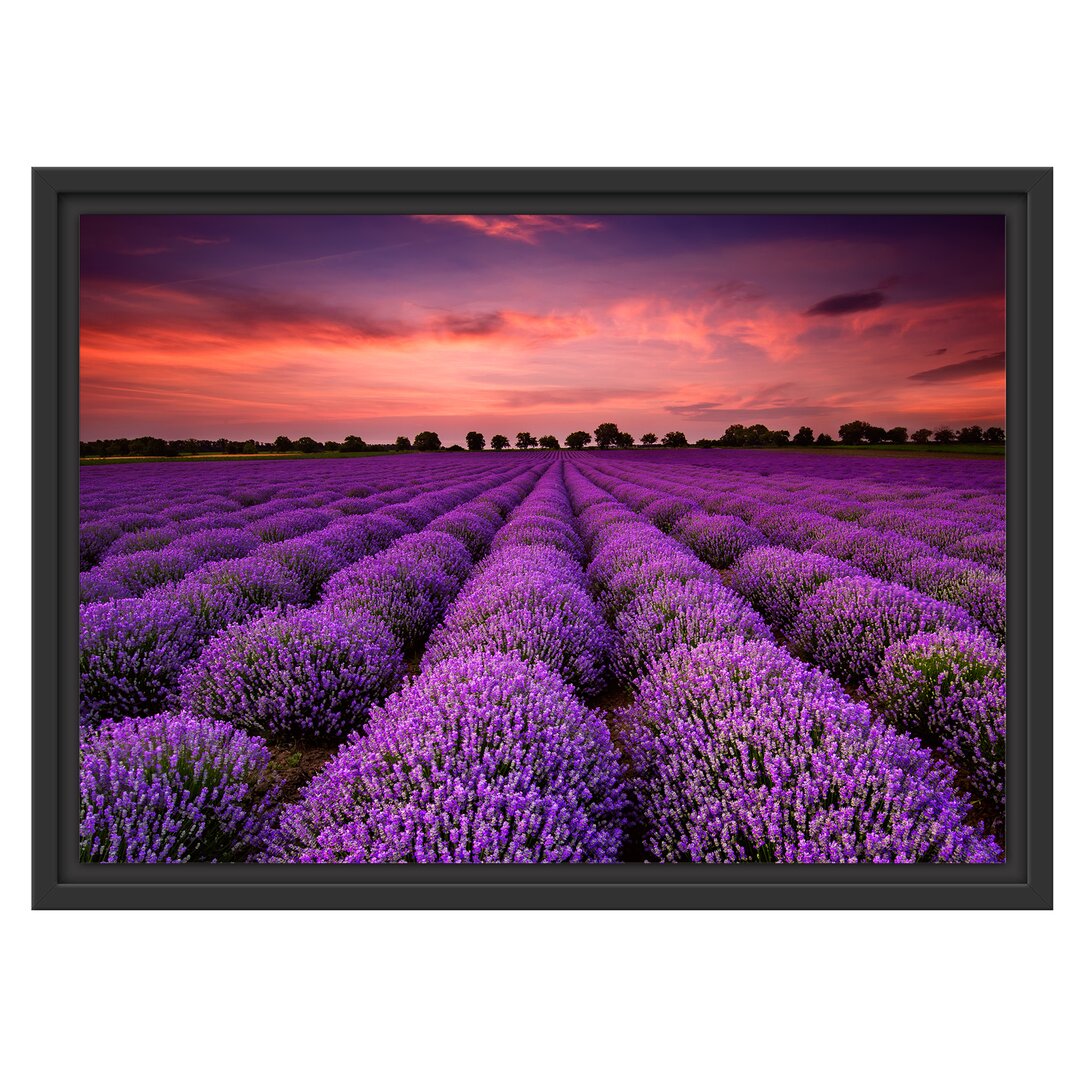 Gerahmtes Wandbild Wunderschöne Lavendel Provence