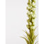 Fabric Yucca Arrangement