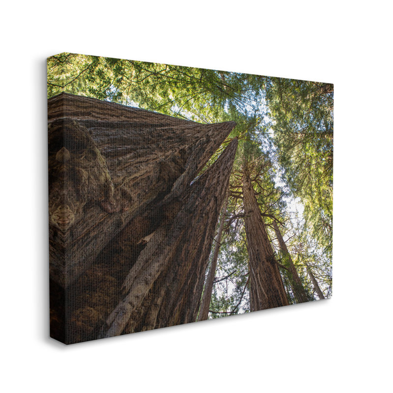 Grands arbres regardant vers le haut la forêt naturelle par Aaron Matheson - photographie, Toile tendue, H 36 po x l 48 po