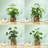 Cano Hydrangea Arrangement in Pot