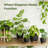 6 Pack Indoor Plant Pots Shelf Watering Planters for Indoor Plants with Drainage Hole Plastic Plant Pot for Home Gardening Containers(Black)