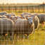 Clôture de ferme galvanisée avancée et sécurisée-123115967