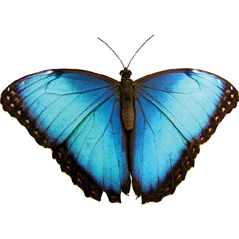 Adhésif décoratif papillon I, H 51 po x l 72 po