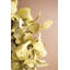 Couronne Botanica