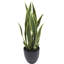 Plante de serpent artificielle Sansevieria en pot-117975296