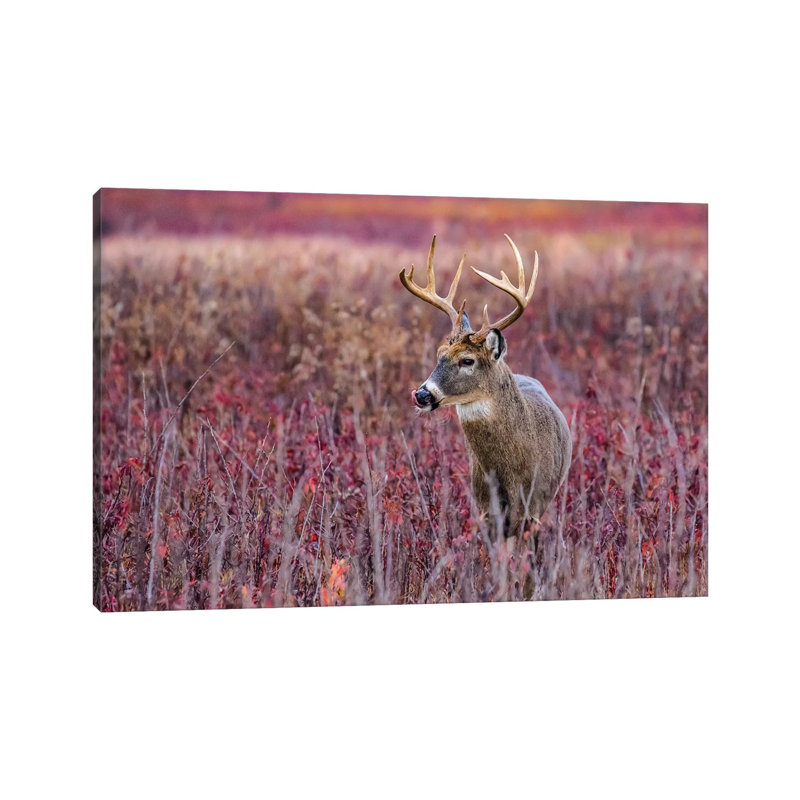 Fall Buck Deer 1 Piece Wrapped Canvas Wall Art, 66.04 cm H x 45.72 cm W x 3.175 cm D