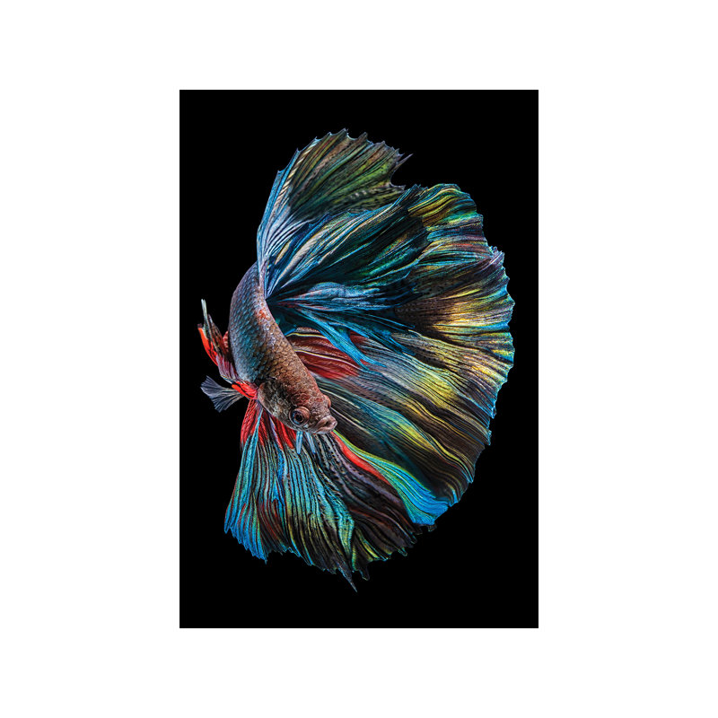 The Betta Fish 1 Piece Wall Art on Canvas, 20.32 cm H x 30.48 cm W, Wrapped Canvas