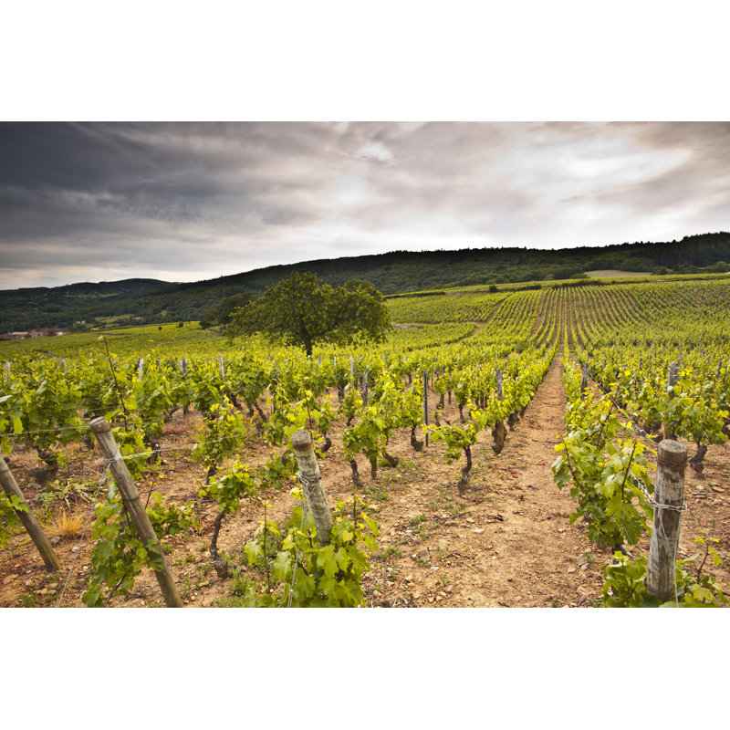 Macon Vineyard - Photographie sur toile tendue, L 12 po x H 8 po