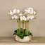 Orchid Floral Arrangement in Planter-249749280-249749295-249749281