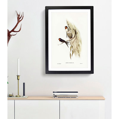 Welcome Swallows by Elizabeth Gould - Framed Print