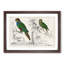 Parrots by Oliver Goldsmith - Framed Print-55578368-55578370