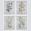 «Green Wildflowers Floral Botanical», ensemble de 4 reproductions de cadres photo simples-97782265-97782268