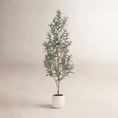 Adcock Olive Tree in Pot