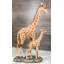 Figurine Safari Savannah Masai Giraffe