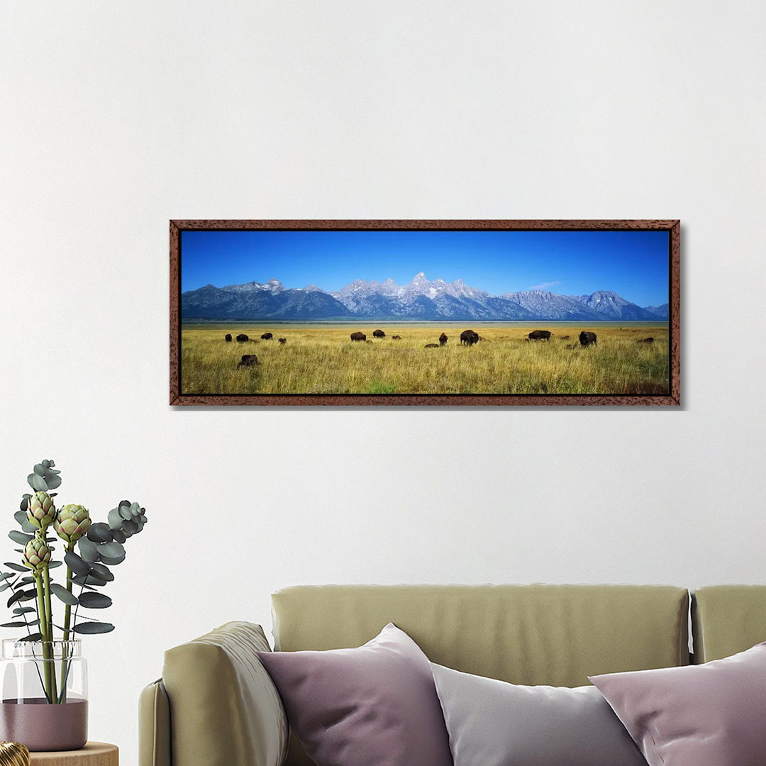 Field Of Bison With Mountains In BackgroundGrand Teton National Park, Wyoming, USA von Panoramic Images - Panoramic Gall...