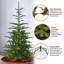 The Holiday Aisle® Norwegian Spruce Tree with Clear Lights-1280314927