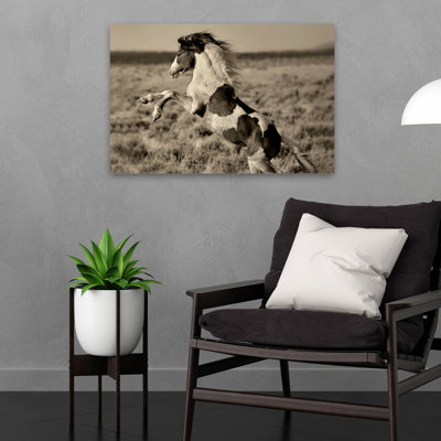 Poney sauvage peint - Photographie, chevaux, art