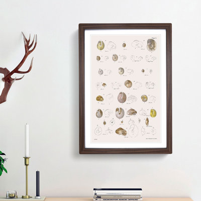 Types of Seashells PL. 3 by J.E. De Kay - Framed Print