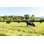 Vaches noires broutant - Photographie sur toile tendue