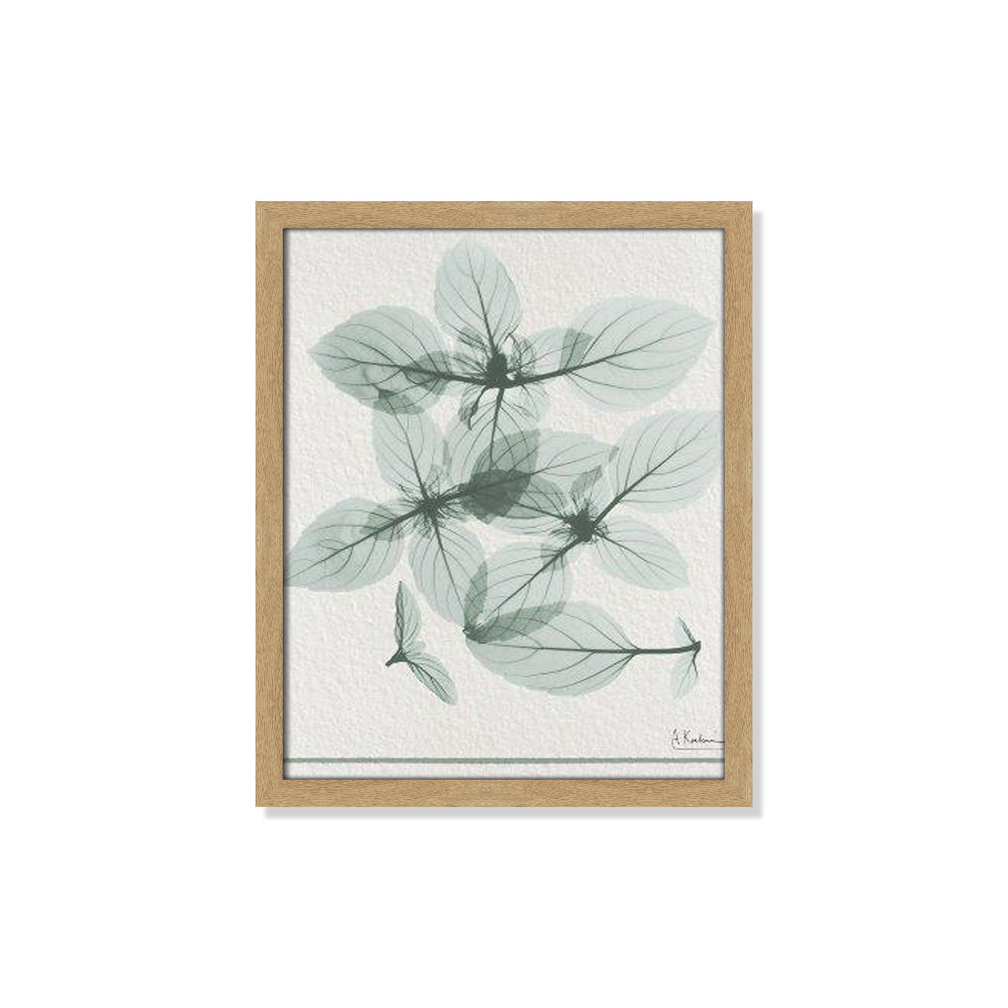 Basil Ocimum Basicicum Framed On Paper by Albert Koetsier Print, 19" H x 16" W x 1.25" D, Natural Framed Paper