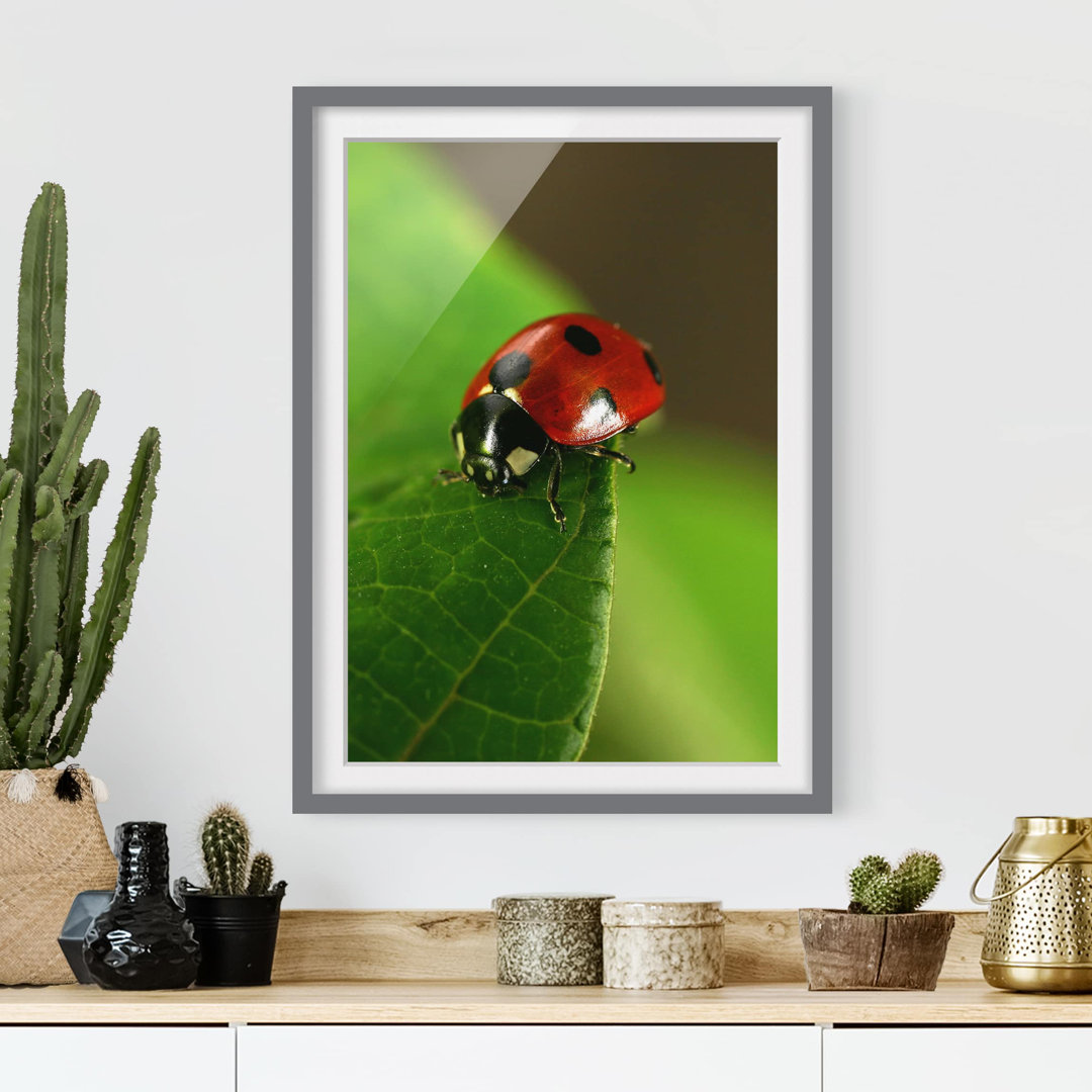 Gerahmter Fotodruck Ladybird