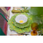 Plat de service Maria Flor