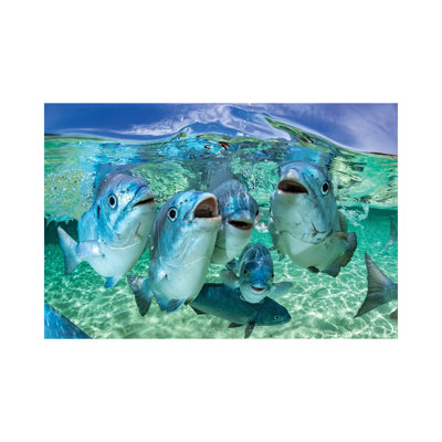 Fishy Karaoke Lord Howe Island by Jordan Robins - Wrapped Canvas Gallery-Wrapped Canvas Giclée