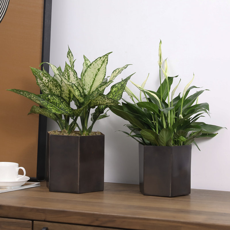 Metal Pot Planter, Dark Brown