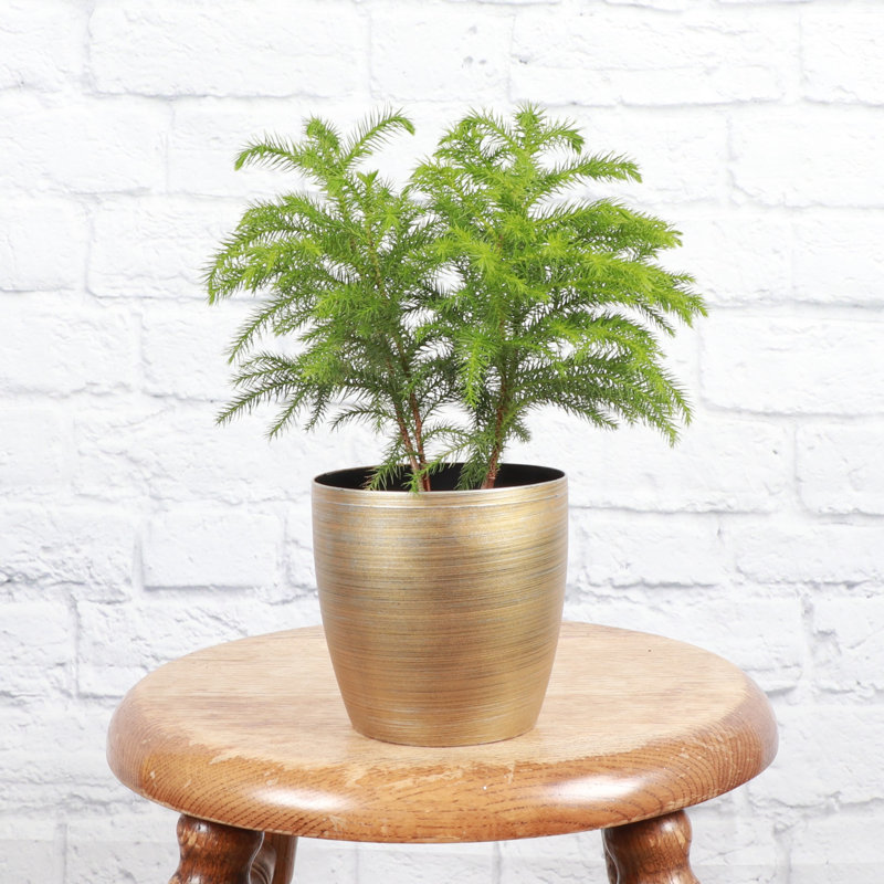 Live Norfolk Island Pine Plant In Classic Pot, Gold
