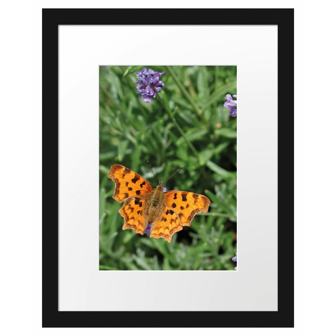 Schmetterling in Blumenwiese Gerahmter Fotodruck Poster