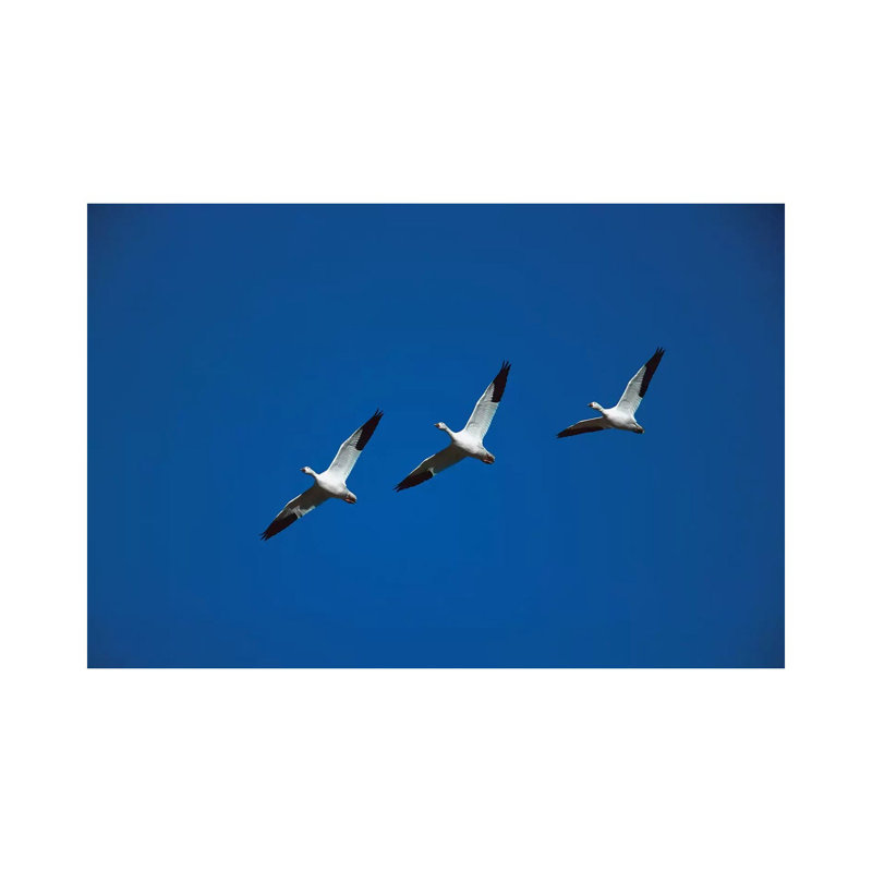 Snow Goose Trio Flying In Line Formation, Bosque Del Apache National Wildlife Refuge, New Mexico by Tom Vezo - Wrapped Canvas Print