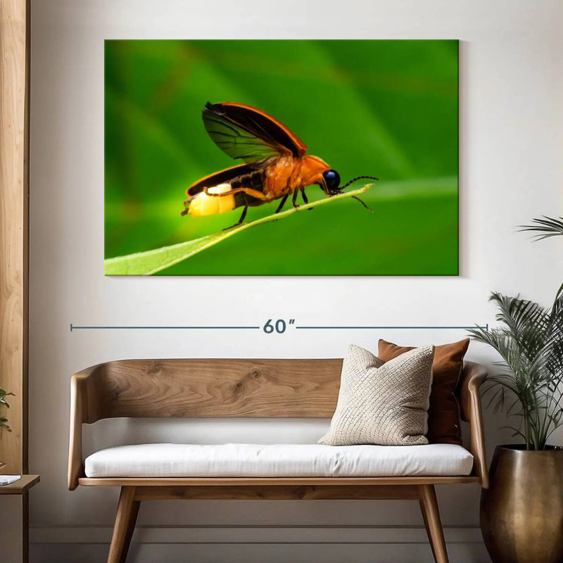 Arney Firefly