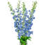 Tiges Delphinium-86731930