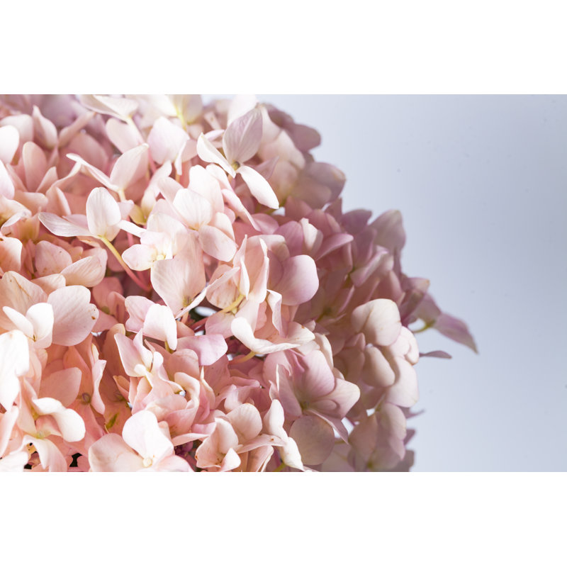Hydrangea Macrophylla by Jxfzsy - No Frame Print on Canvas, 30cm H x 46cm W