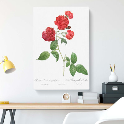 Cabbage Rose by Pierre-Joseph Redoute - Wrapped Canvas