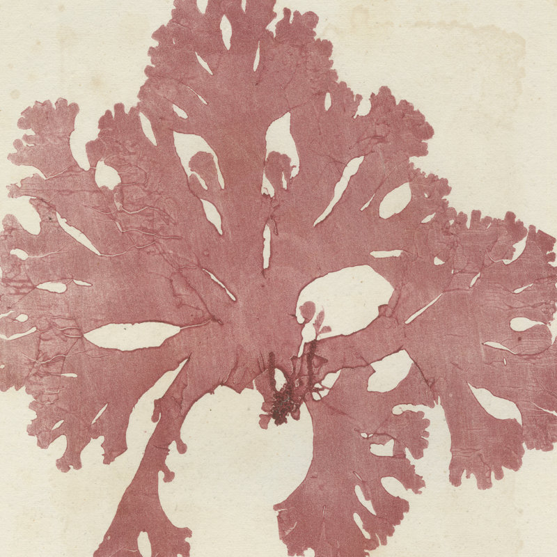 Brilliant Seaweed V - Wrapped Canvas Painting, 30cm H x 30cm W x 3.8cm D