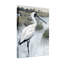 Animaux, oiseau blanc, debout dans l'eau, paysage-1111704911