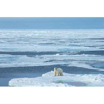 Polar Bear Standing On Ice by SeppFriedhuber - No Frame Art Prints on Canvas
