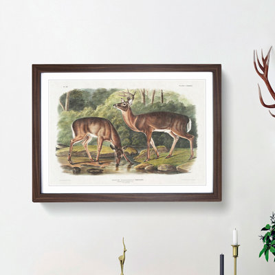Two Deers by J.W. Audubon - Framed Print