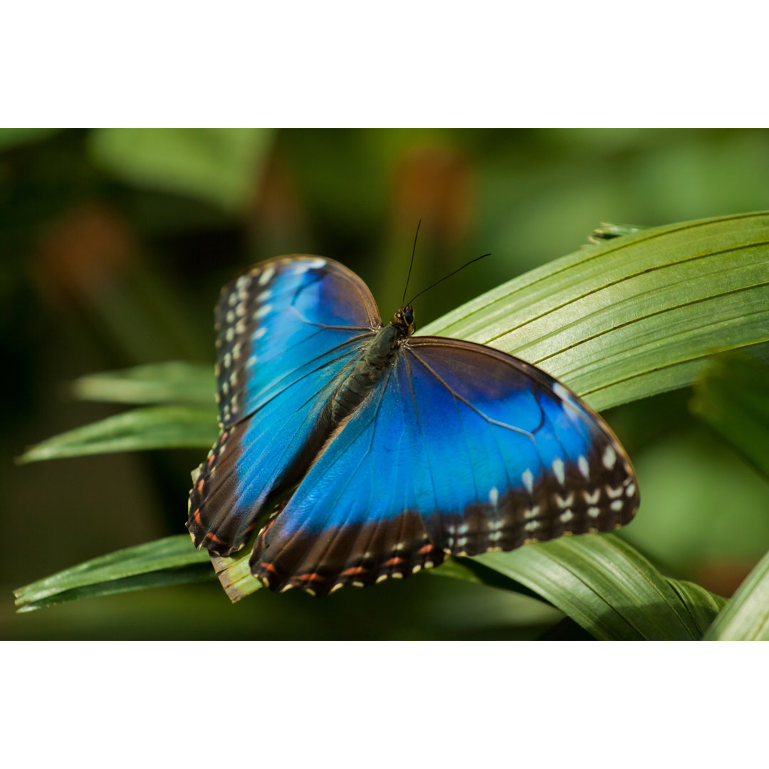 Morpho Butterfly von TranceDrumer - Drucken